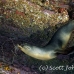 lion_sea_galapagos_cou_h_0122_ecu1214.jpg